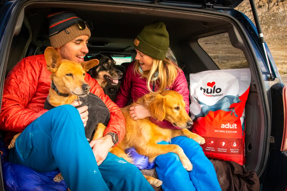 Man and woman sitting in back of vehicle with three dogs and dog food